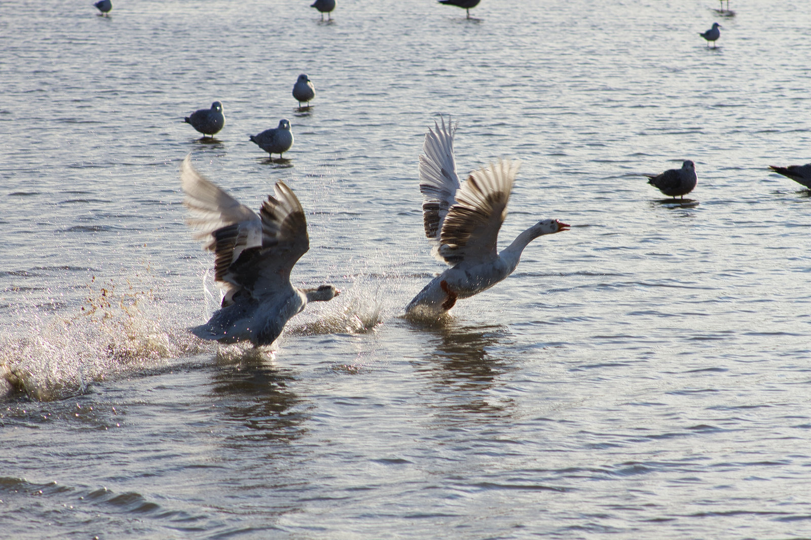 A couple of ducks frolicking on water