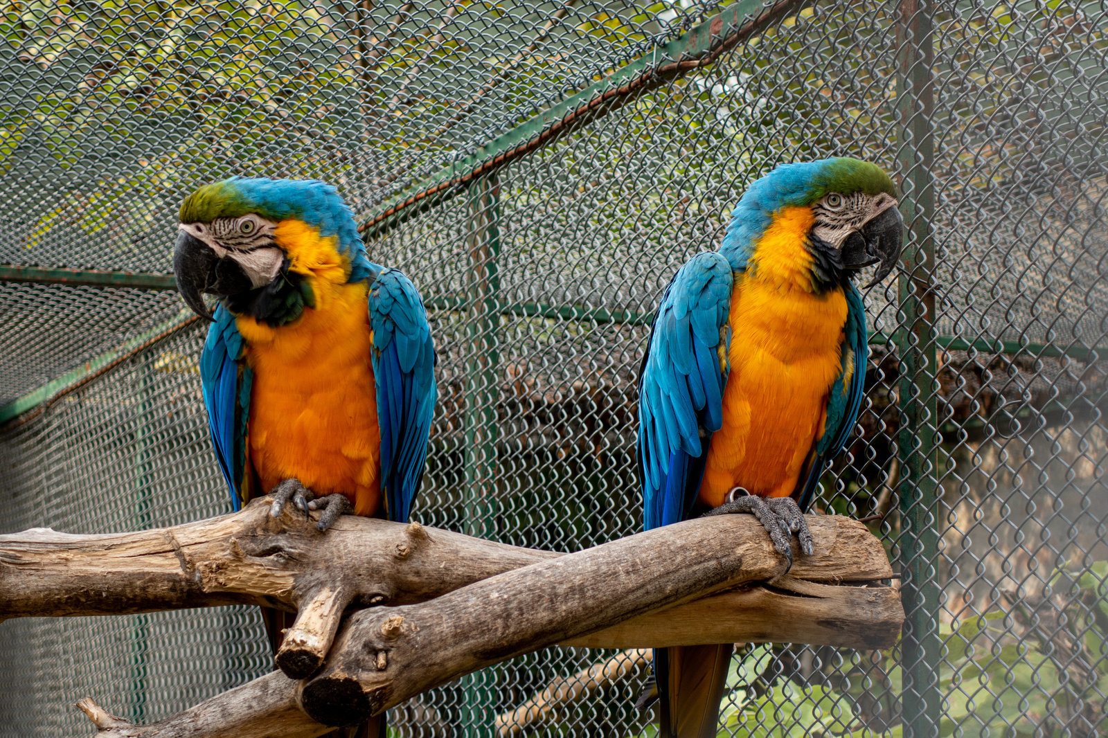 Blue yellow and green parrot on brown tree branch