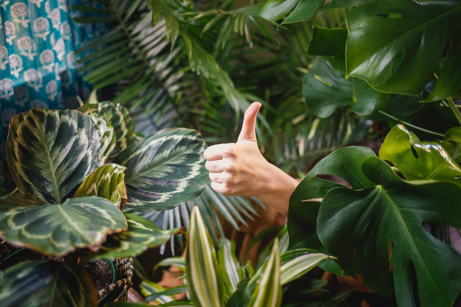Person showing thumb up among green plants